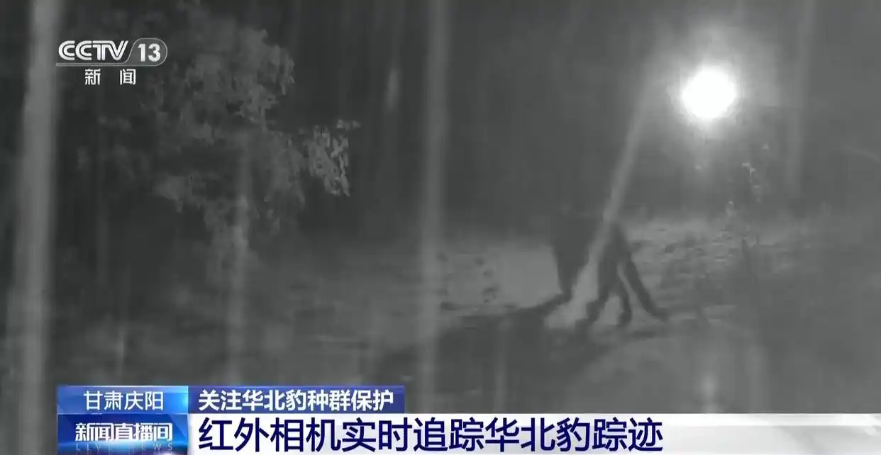 无人机巡视、AI大模型识别 智能设备助力华北豹守护