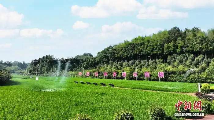 四川大竹无人机飞防作业助力水稻“一喷多促”