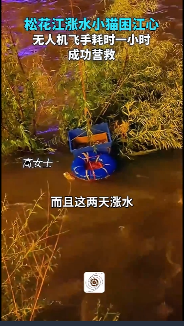 松花江涨水小猫被困江心，无人机飞手耗时一个多小时成功营救