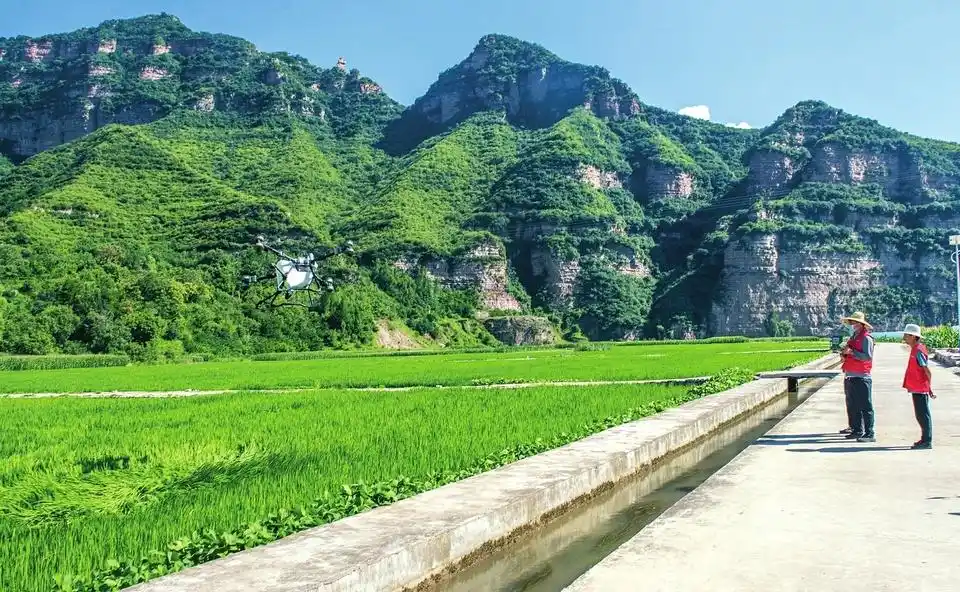 无人机飞防 万亩田增收