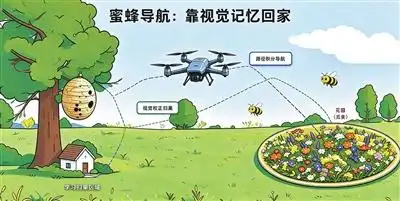无人机为何要学蜜蜂“回家”的本领？