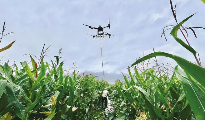 智慧农业新实践 无人机助力玉米田间转运